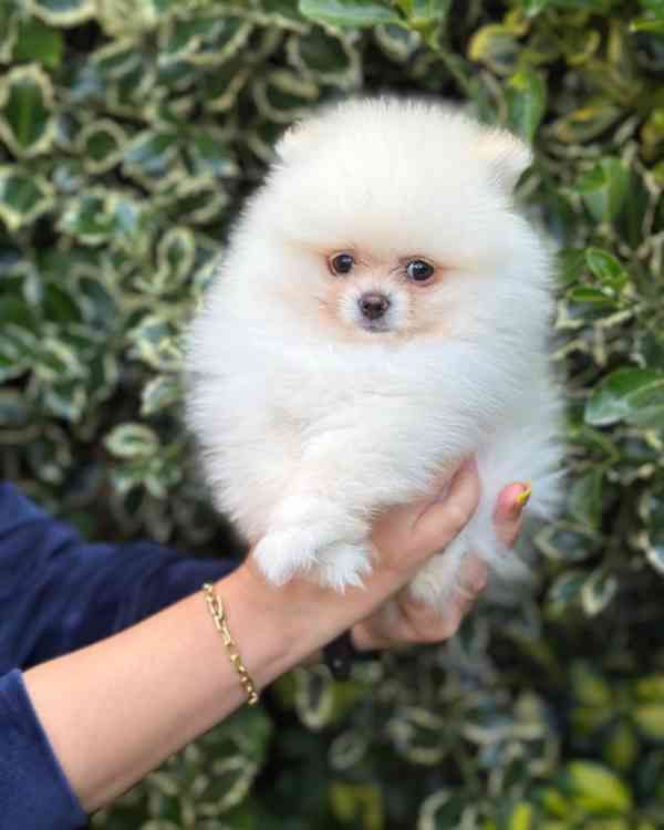 štěňata pomeranského ovčáka - foto 9