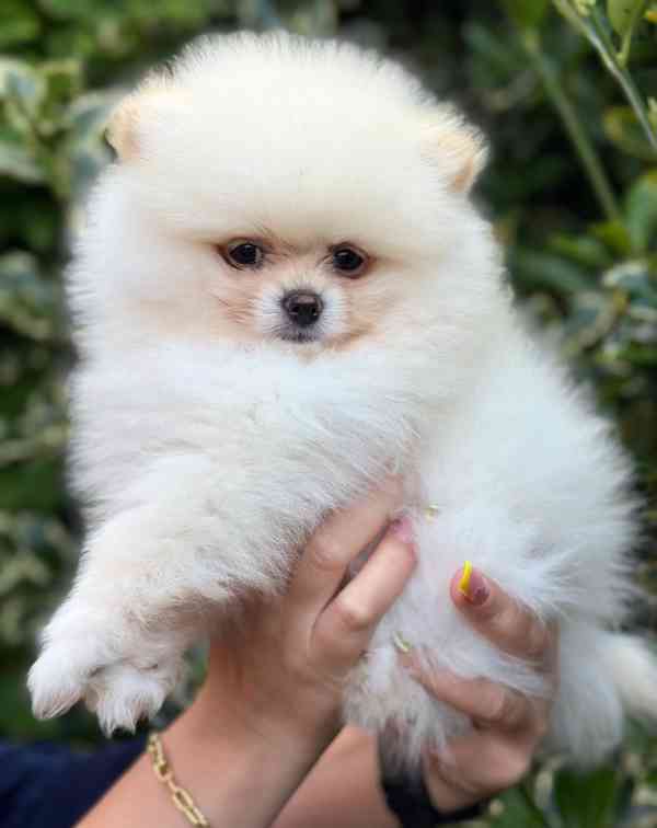 štěňata pomeranského ovčáka - foto 7