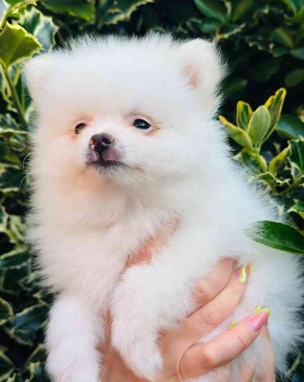 štěňata pomeranského ovčáka - foto 13