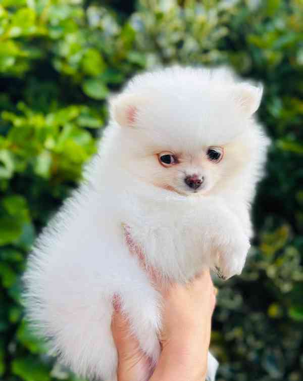 štěňata pomeranského ovčáka - foto 3