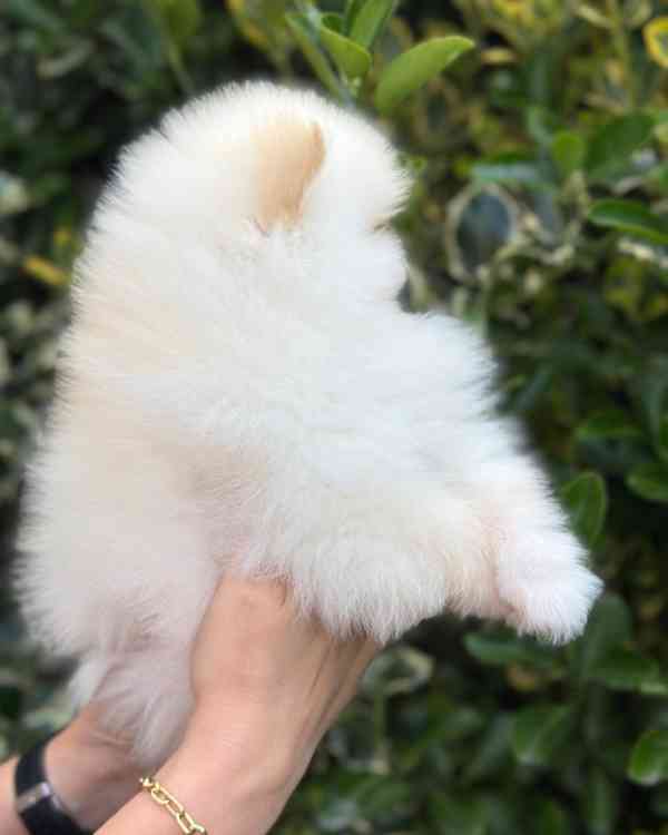 štěňata pomeranského ovčáka - foto 5