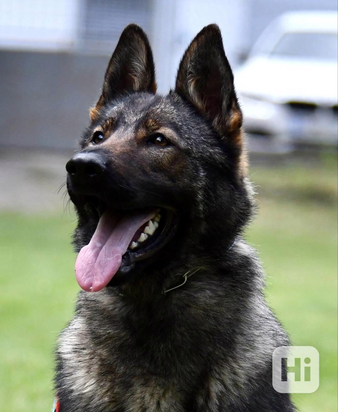 Německý ovčák štěnata s PP - foto 1