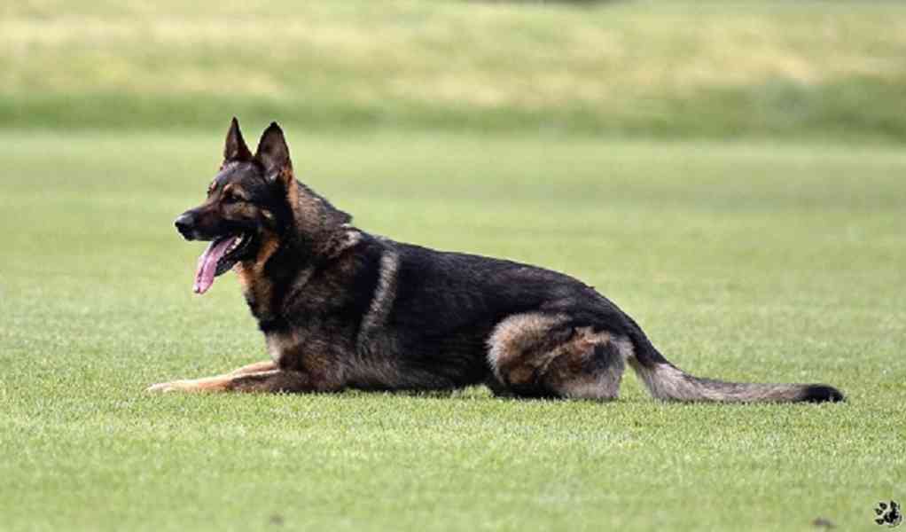 Německý ovčák štěnata s PP - foto 10