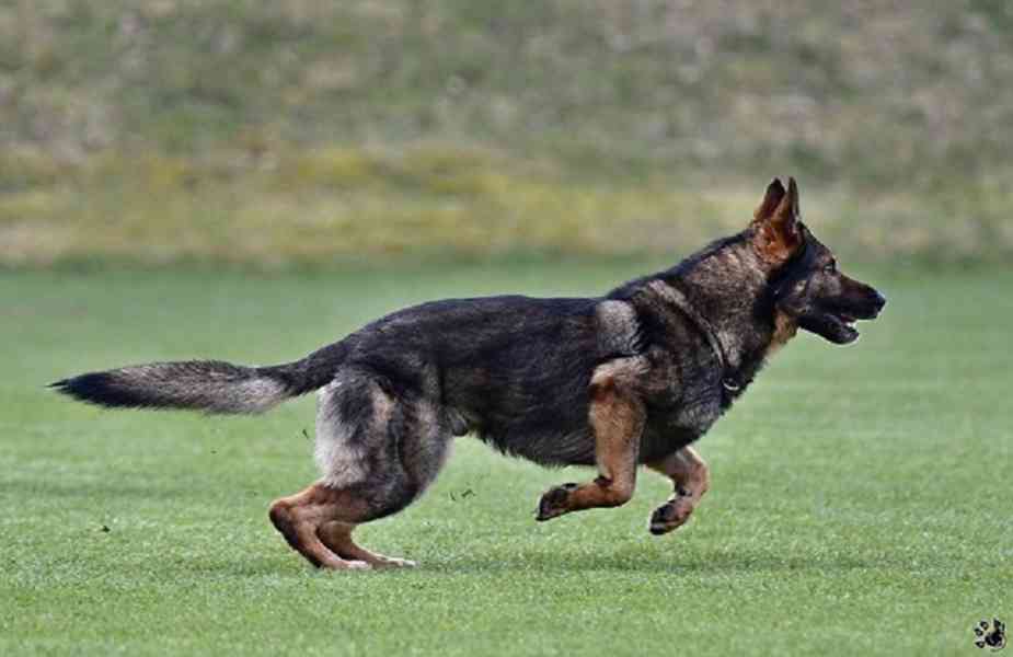 Německý ovčák štěnata s PP - foto 6