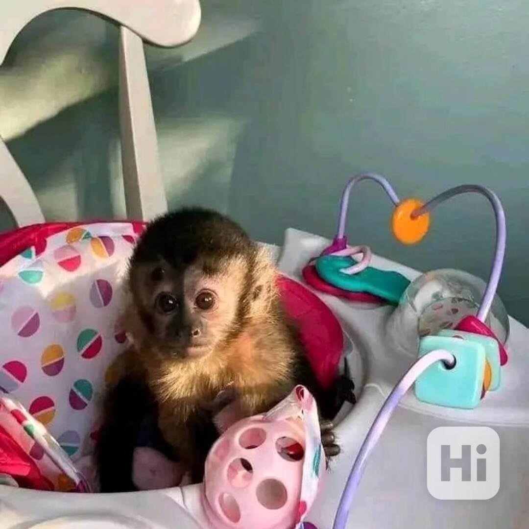 Zdravé kapucínské opice k dispozici – kluci i holčičky - foto 1