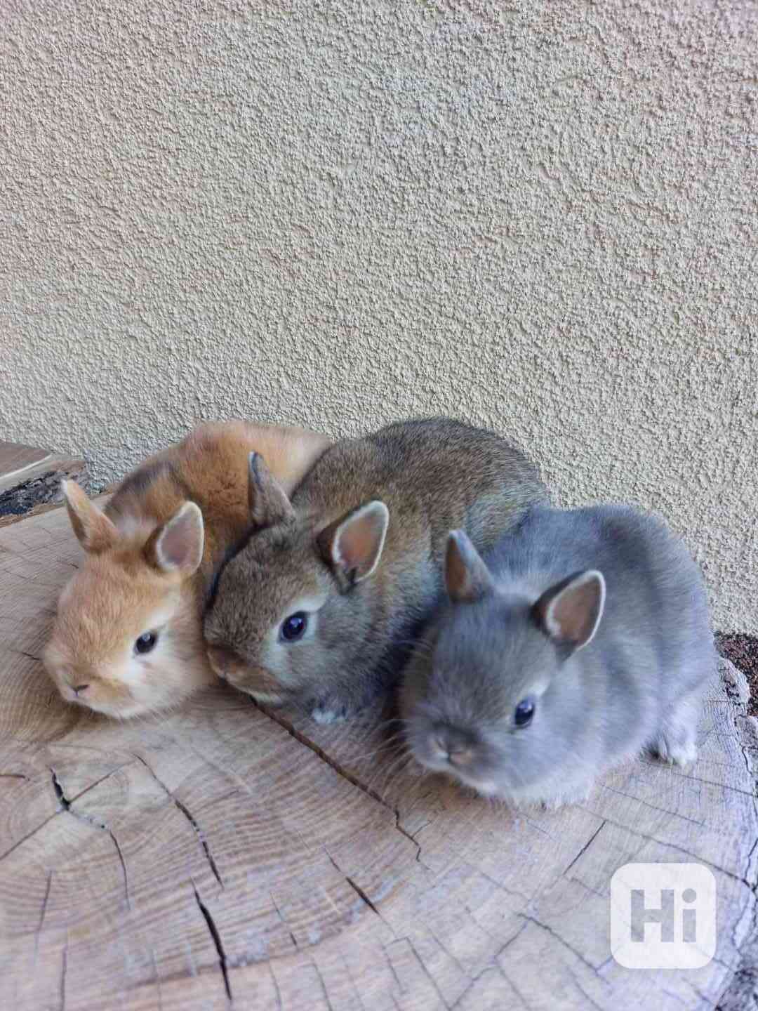 Zakrslý králík - sameček - foto 1