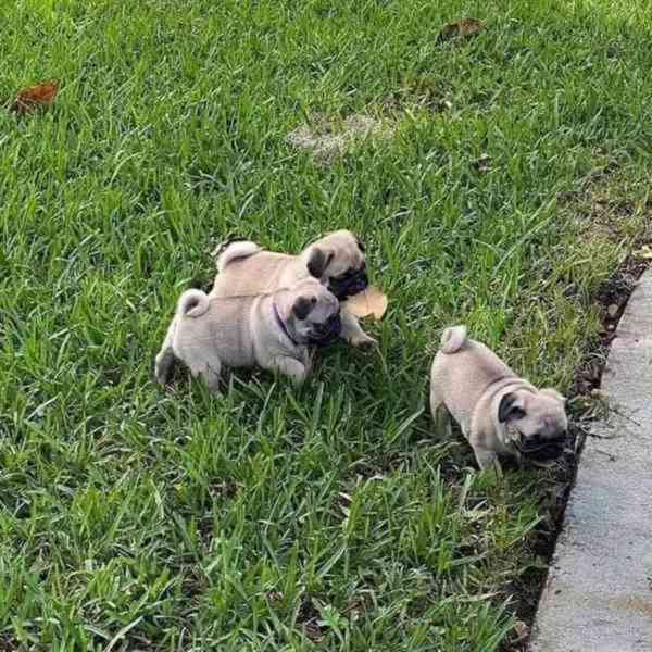 Štěňata mopsů odchovaná doma - foto 1