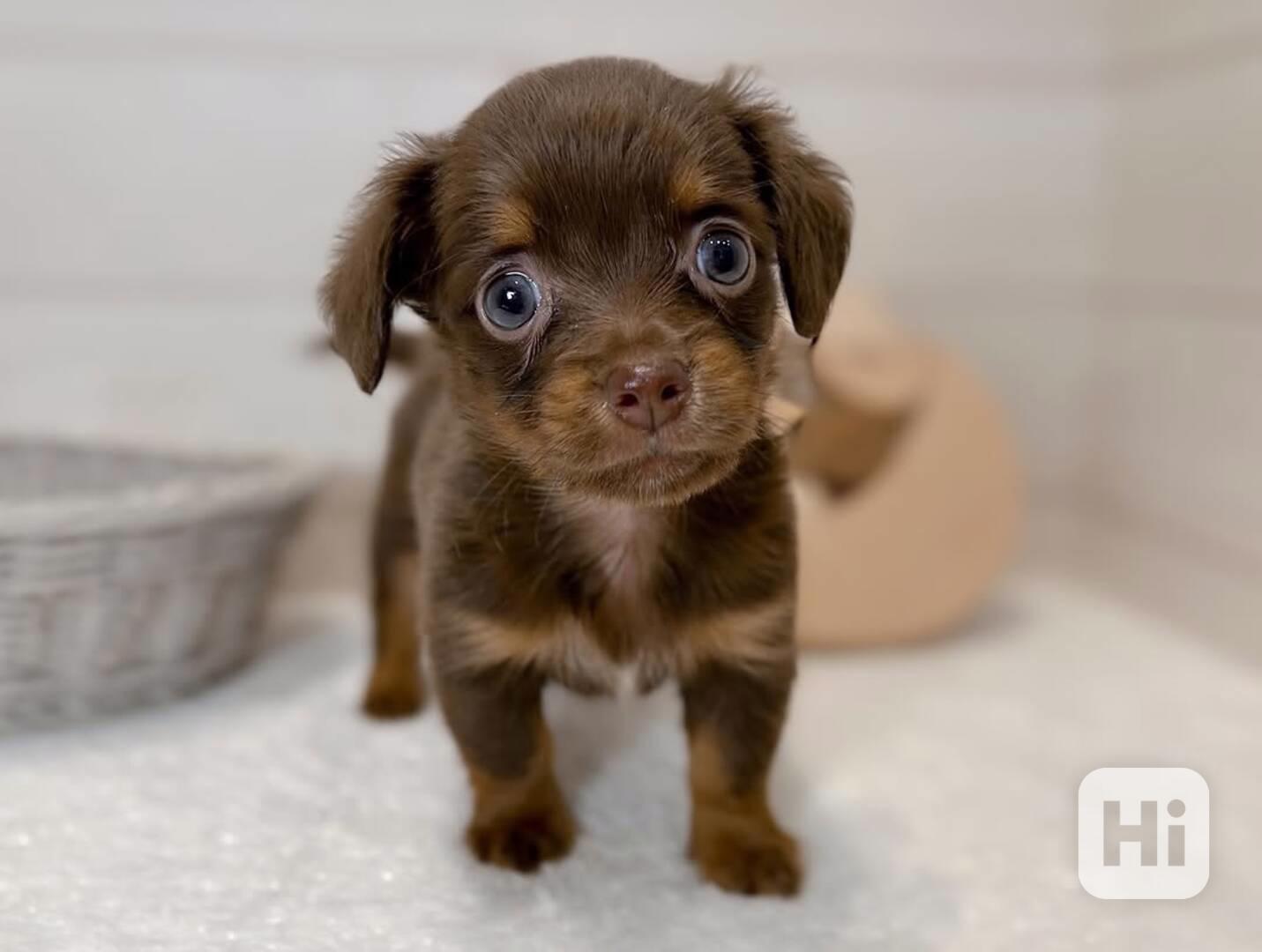 štěně jezevčíka k adopci - foto 1