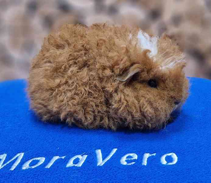 Kennel MoraVero Cavia má mláďata i starší jedince ♥ - foto 7