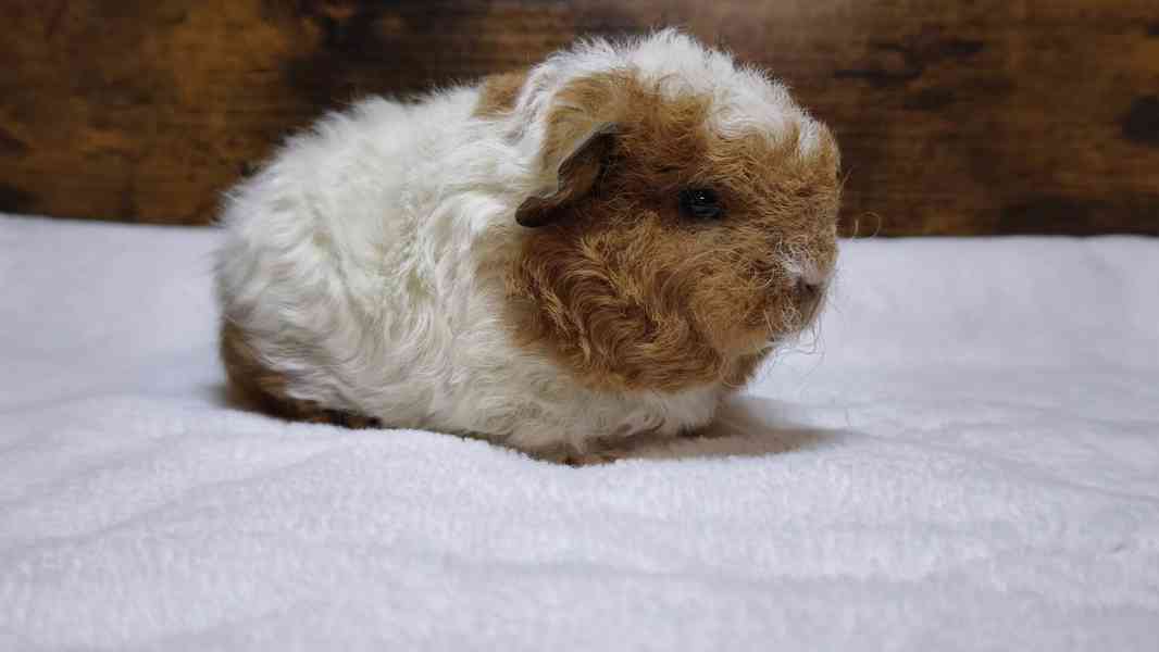 Kennel MoraVero Cavia má mláďata i starší jedince ♥ - foto 6