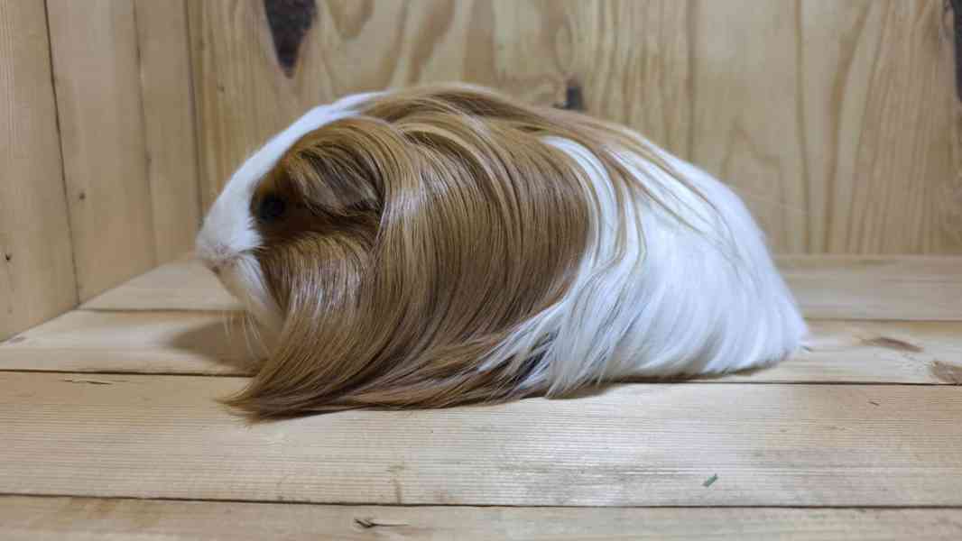 Kennel MoraVero Cavia má mláďata i starší jedince ♥ - foto 11