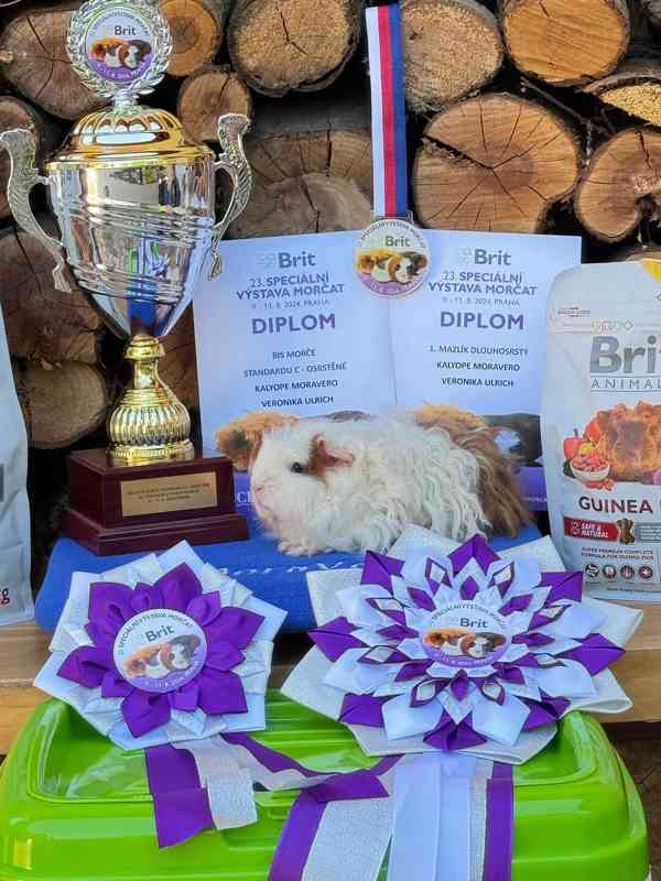 Kennel MoraVero Cavia má mláďata i starší jedince ♥ - foto 10