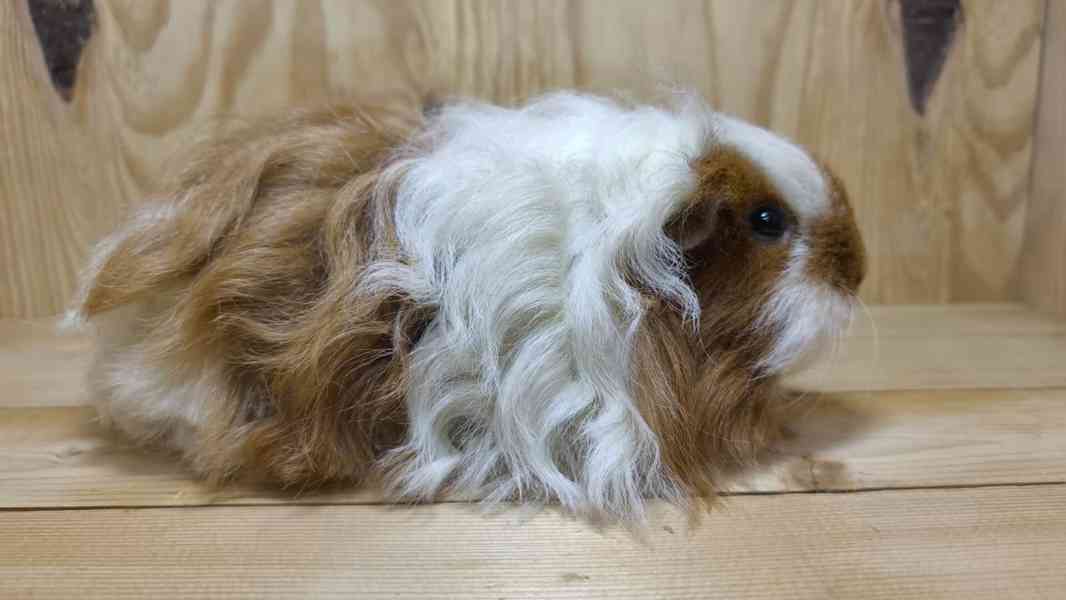 Kennel MoraVero Cavia má mláďata i starší jedince ♥ - foto 5