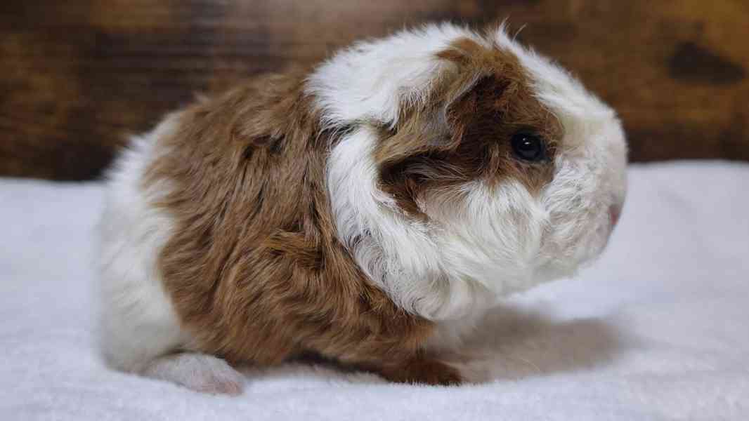 Kennel MoraVero Cavia má mláďata i starší jedince ♥ - foto 8