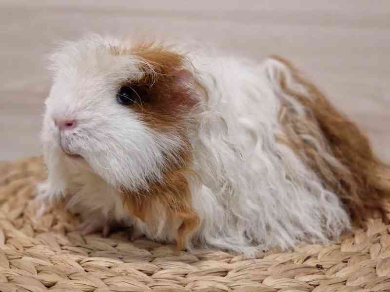 Kennel MoraVero Cavia má mláďata i starší jedince ♥ - foto 12