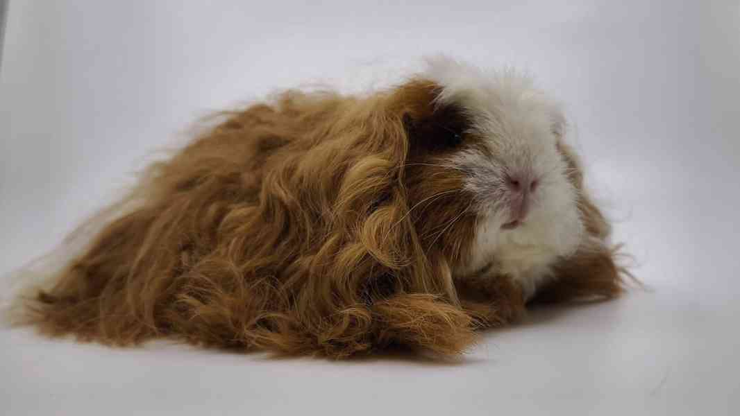 Kennel MoraVero Cavia má mláďata i starší jedince ♥ - foto 13