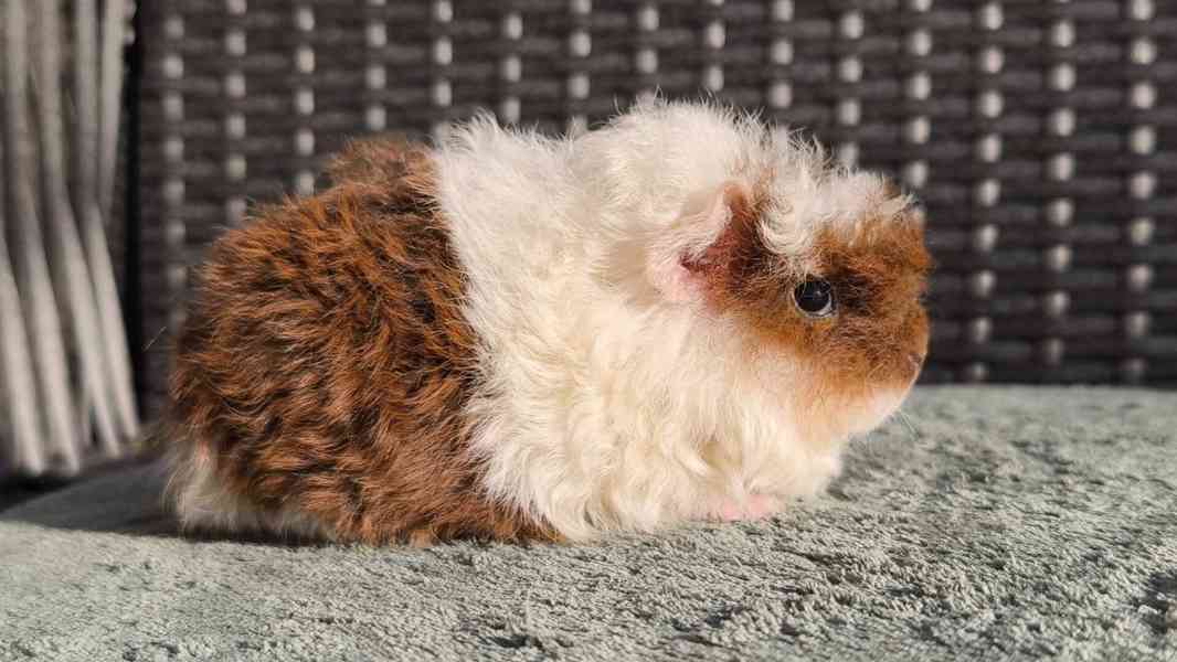 Kennel MoraVero Cavia má mláďata i starší jedince ♥ - foto 9
