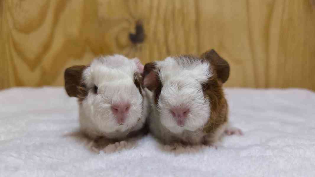 Kennel MoraVero Cavia má mláďata i starší jedince ♥ - foto 2