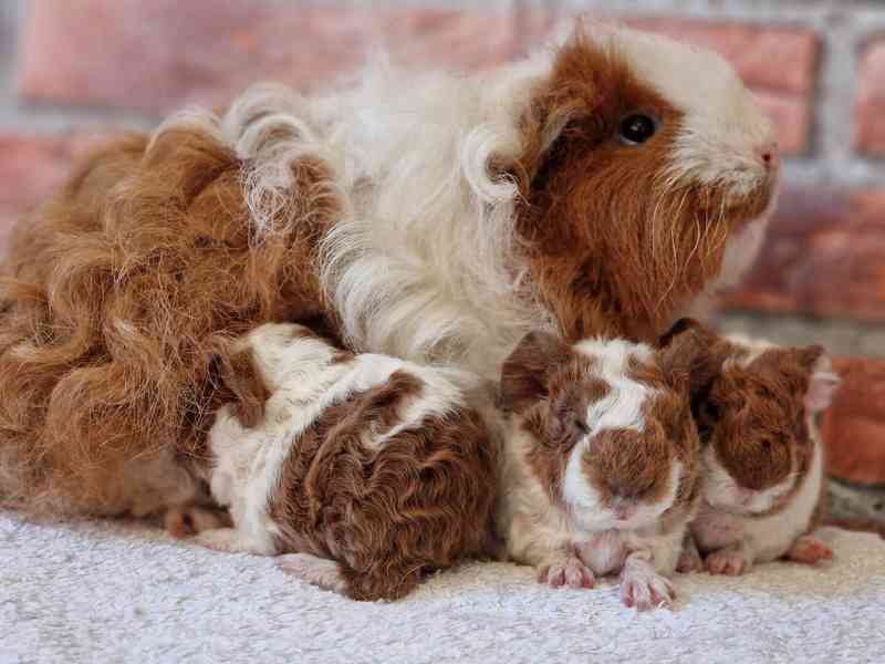 Kennel MoraVero Cavia má mláďata i starší jedince ♥ - foto 4