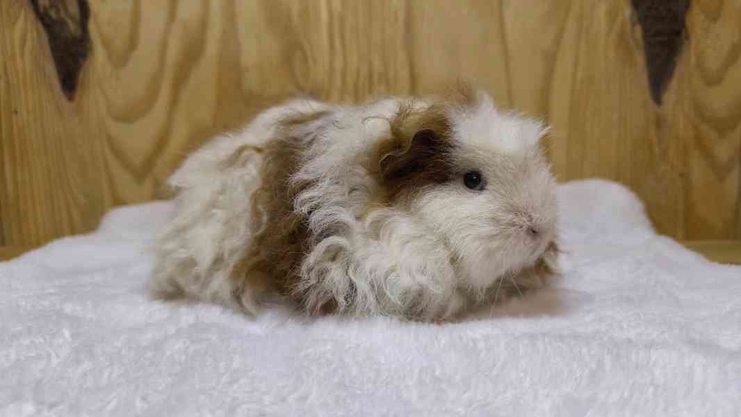 Kennel MoraVero Cavia má mláďata i starší jedince ♥ - foto 3