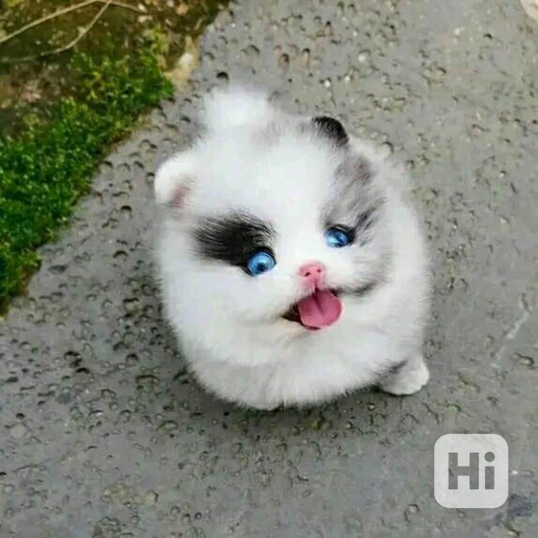 pomeranian štěňata s pp - foto 1