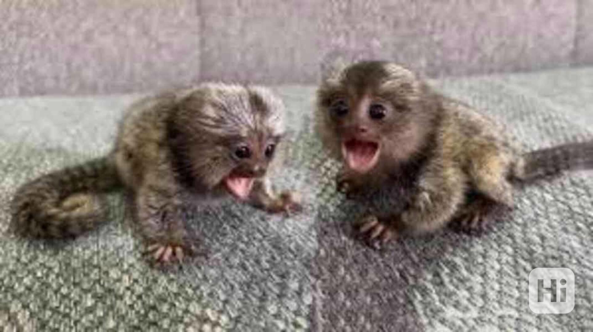 přátelské opice kosmany  k adopci - foto 1