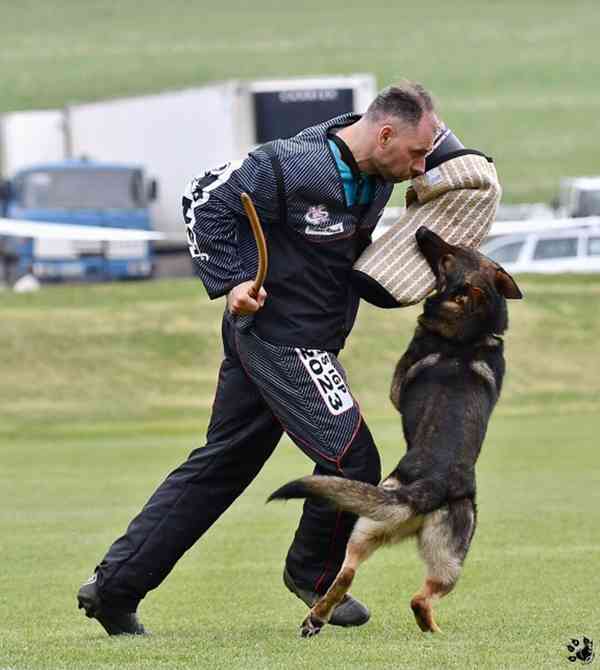 Německý ovčák stěnata s pp - foto 14