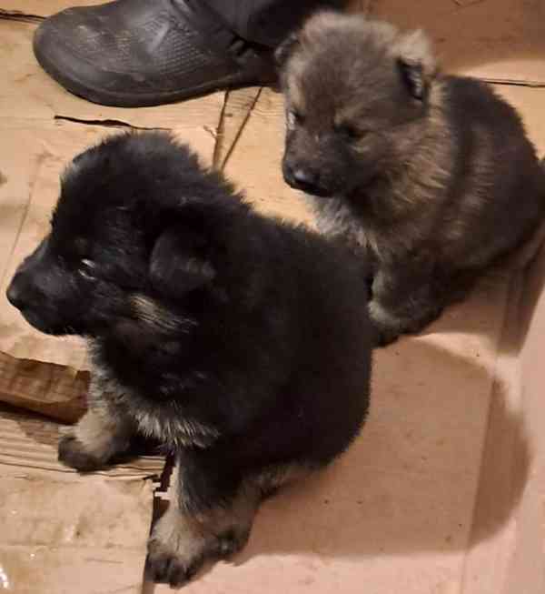 Německý ovčák stěnata s pp - foto 3