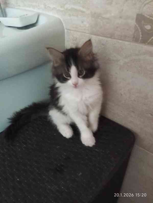 Mainská mývalí koťátka  - foto 5