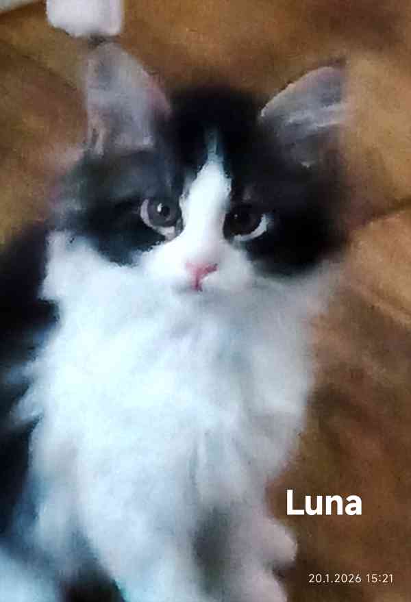 Mainská mývalí koťátka  - foto 6