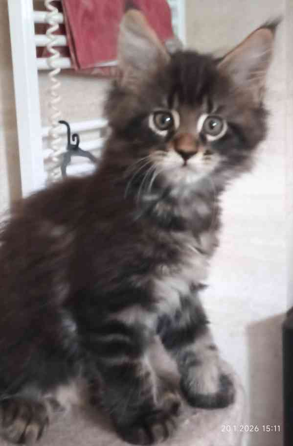 Mainská mývalí koťátka  - foto 4