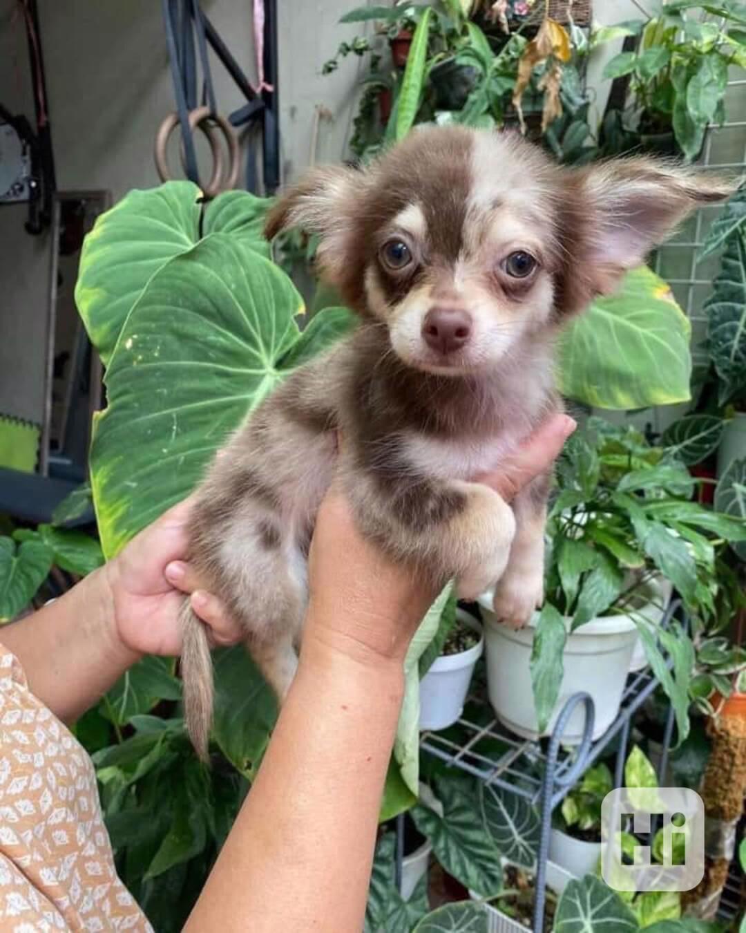 🌟 Mini štěňátko čivavy připravené zaplnit váš domov láskou  - foto 1