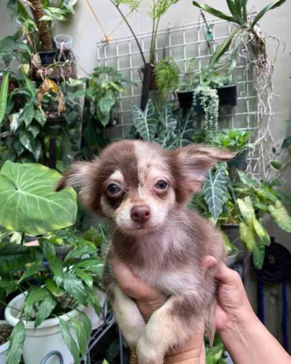 🌟 Mini štěňátko čivavy připravené zaplnit váš domov láskou  - foto 5