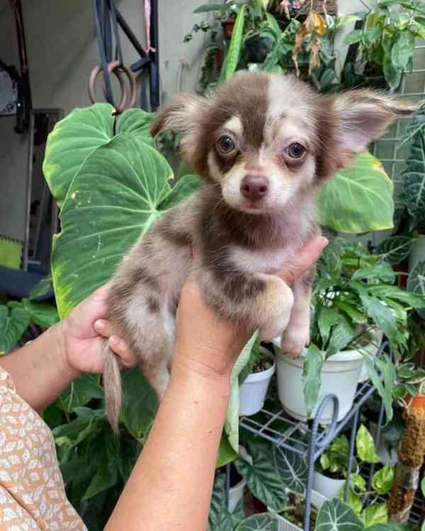 🌟 Mini štěňátko čivavy připravené zaplnit váš domov láskou  - foto 1