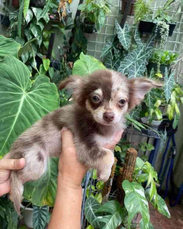 🌟 Mini štěňátko čivavy připravené zaplnit váš domov láskou  - foto 4