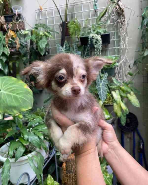 🌟 Mini štěňátko čivavy připravené zaplnit váš domov láskou  - foto 2