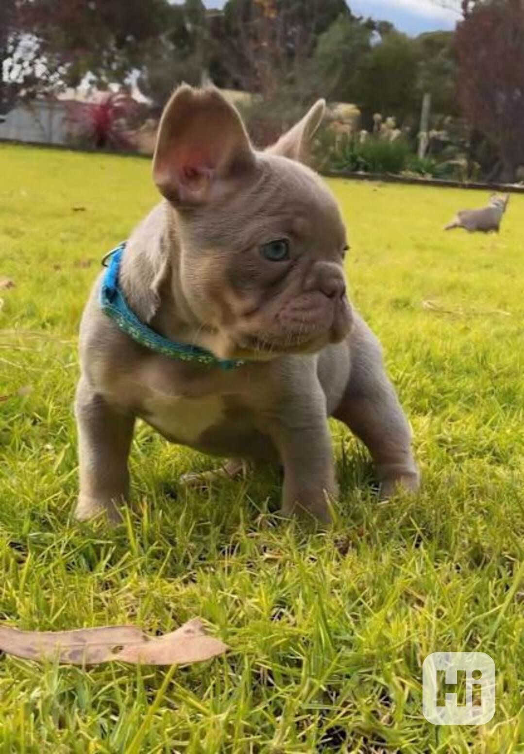 Cachorros de bulldog francés en venta. WP+34670838902. - foto 1