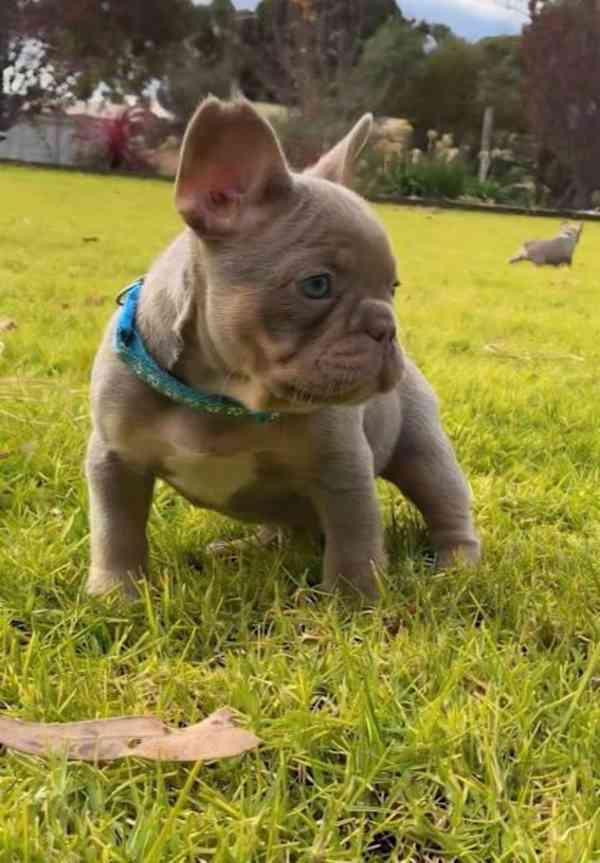 Cachorros de bulldog francés en venta. WP+34670838902. - foto 1