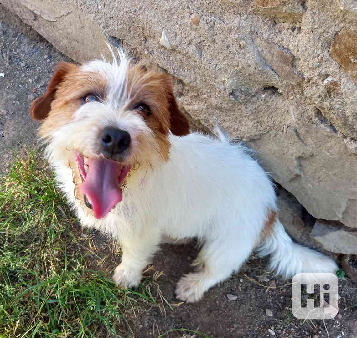 3letý pejsek Jack Russell teriéra s PP - foto 1