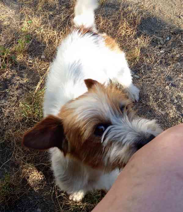 3letý pejsek Jack Russell teriéra s PP - foto 8