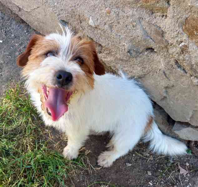 3letý pejsek Jack Russell teriéra s PP - foto 1