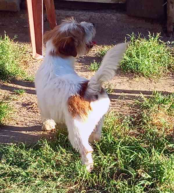 3letý pejsek Jack Russell teriéra s PP - foto 2