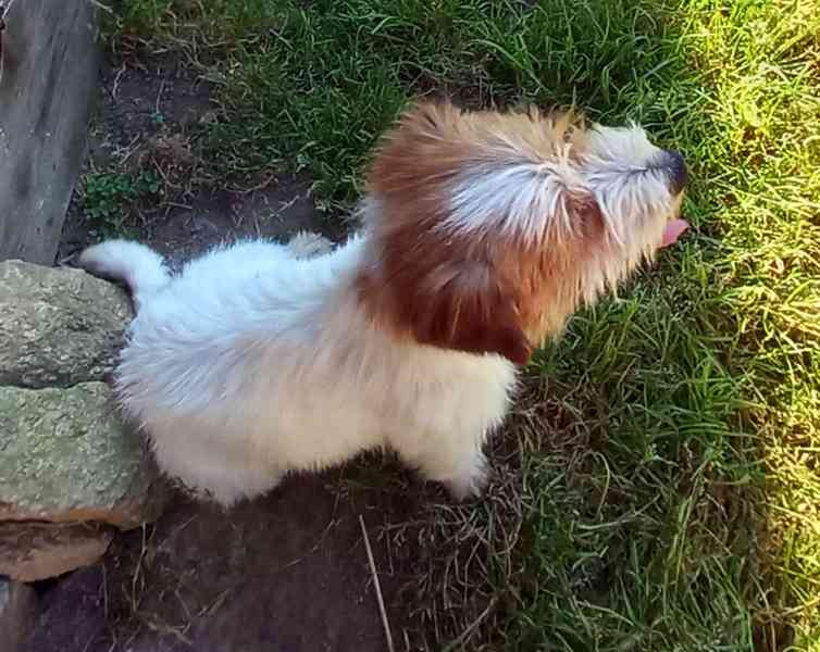 3letý pejsek Jack Russell teriéra s PP - foto 4