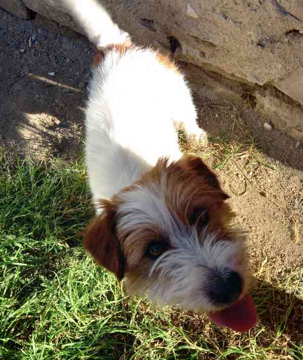 3letý pejsek Jack Russell teriéra s PP - foto 3