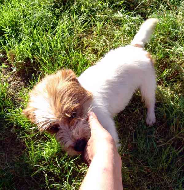 3letý pejsek Jack Russell teriéra s PP - foto 7