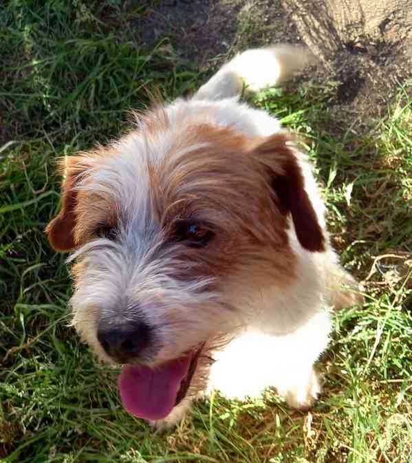 3letý pejsek Jack Russell teriéra s PP - foto 11