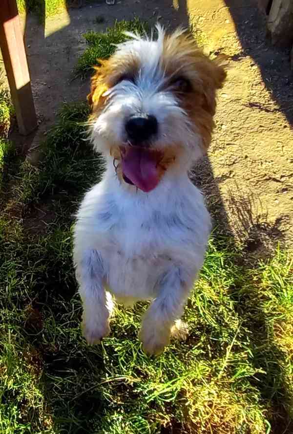 3letý pejsek Jack Russell teriéra s PP - foto 10