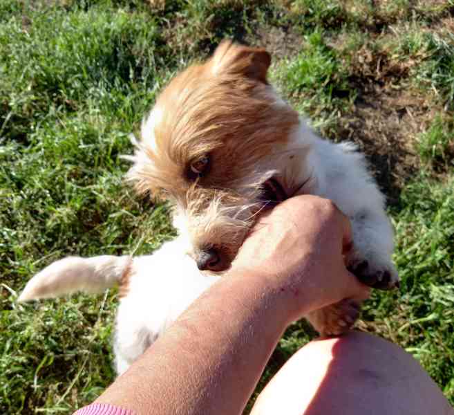 3letý pejsek Jack Russell teriéra s PP - foto 6