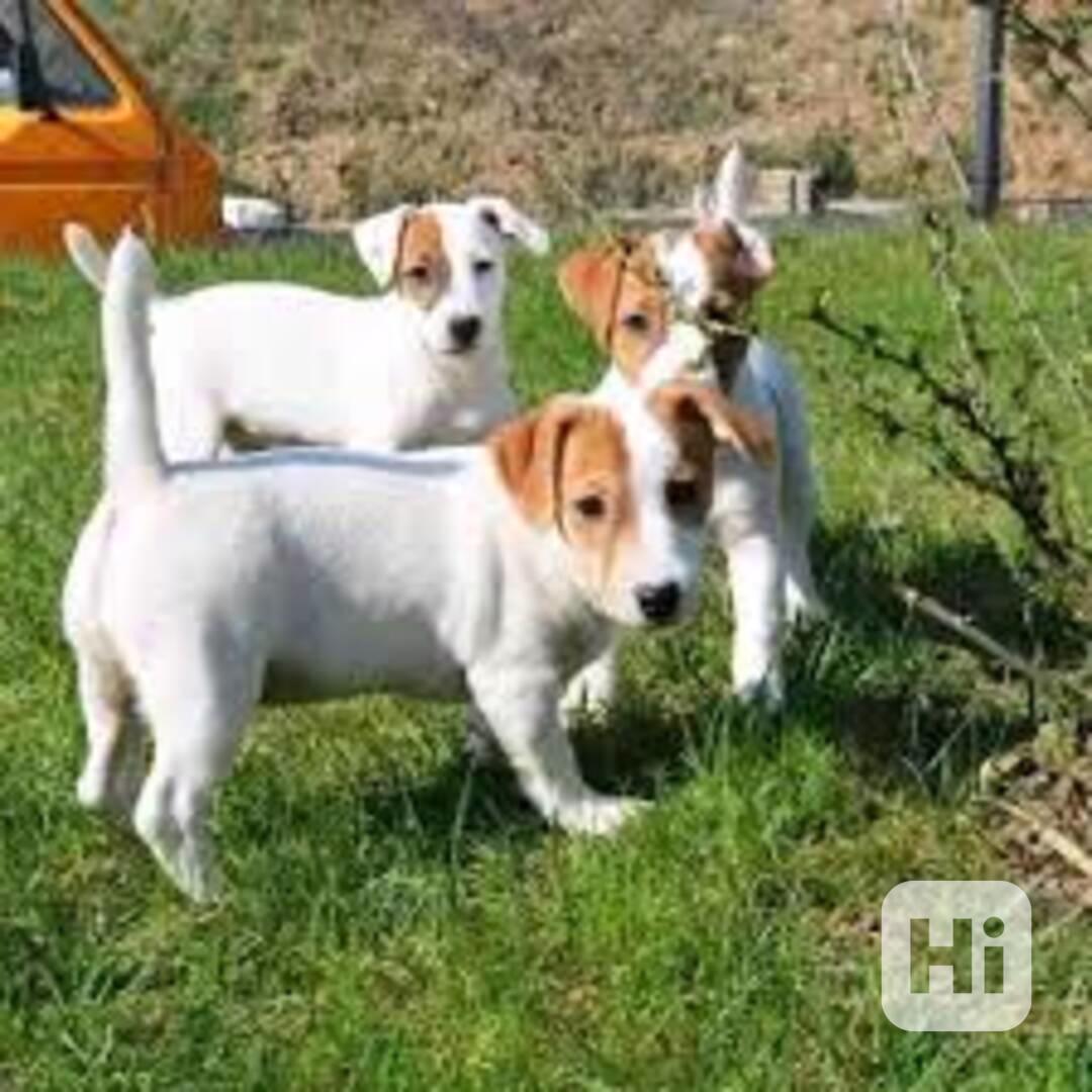 Registrovaná štěňata Jack Russell k adopci Registrovaná štěň - foto 1