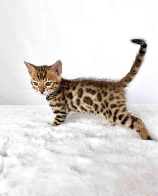 Rozkošné bengálské kotě připravené na nový domov – Česká rep - foto 2